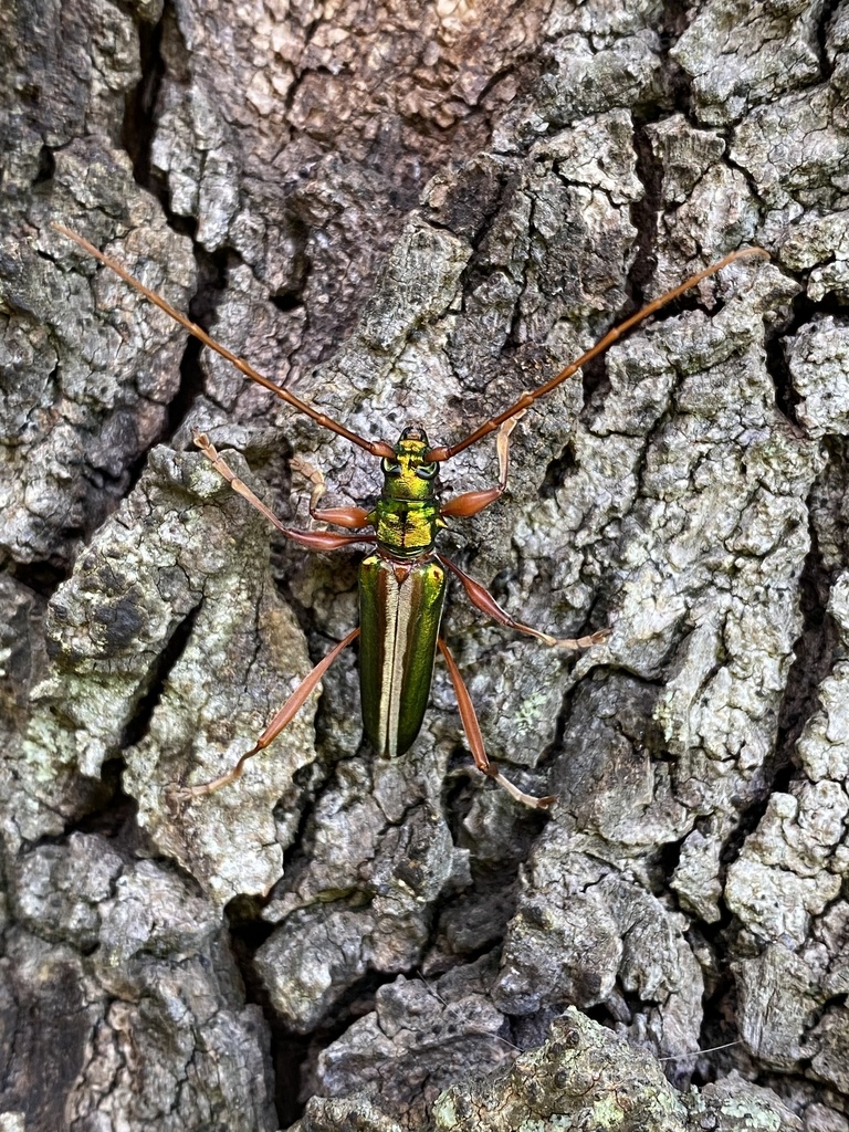 Chromalizus leucorrhaphis