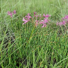 Nerine