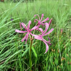 Nerine
