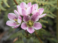 Gentianella chathamica