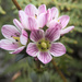 Gentianella chathamica - Photo (c) Paul, some rights reserved (CC BY), uploaded by Paul