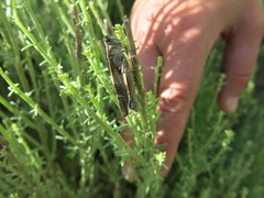 Calliptamus plebeius