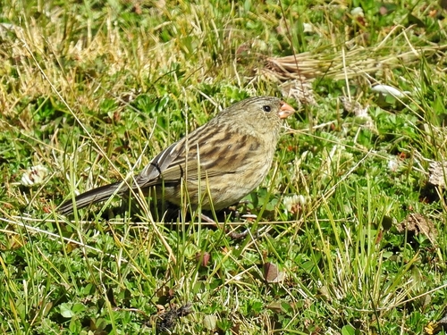 Plain-colored Seedeater (Catamenia inornata), photo 2