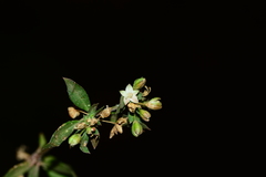 Glinus oppositifolius