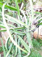 Selenicereus setaceus