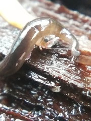 Rhynchodemus sylvaticus