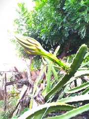 Selenicereus setaceus