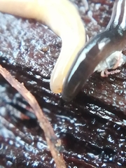 Rhynchodemus sylvaticus