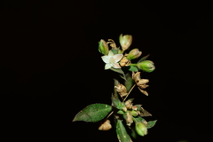 Glinus oppositifolius