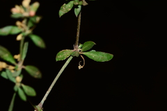 Glinus oppositifolius