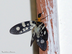 Neurhermes tonkinensis