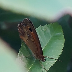 Pyronia tithonus