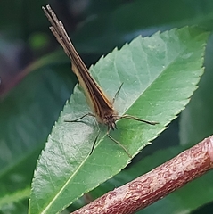 Pyronia tithonus