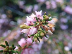 Ericeae
