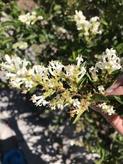 Aloysia gratissima