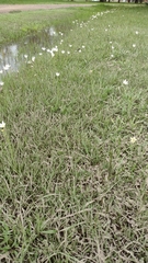 Zephyranthes mesochloa