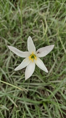 Zephyranthes mesochloa