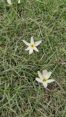 Zephyranthes mesochloa