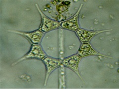 Hydrodictyaceae