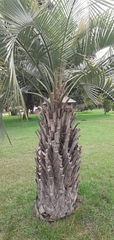 Butia
