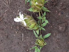 Barleria macrostegia