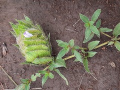 Barleria macrostegia