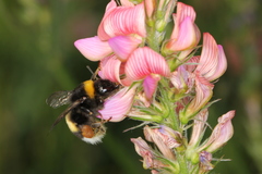 Bombus
