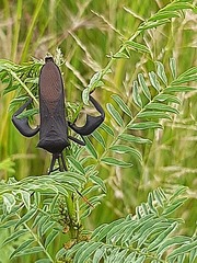 Anoplocnemis curvipes