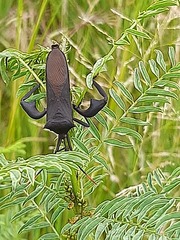 Anoplocnemis curvipes