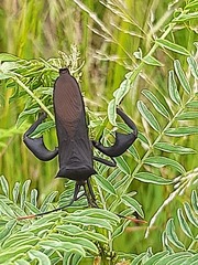 Anoplocnemis curvipes