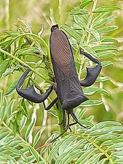Anoplocnemis curvipes