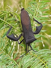 Anoplocnemis curvipes