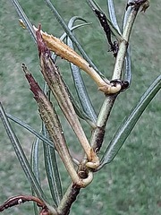 Stenostelma corniculatum