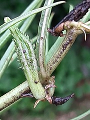 Stenostelma corniculatum