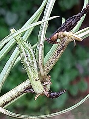 Stenostelma corniculatum
