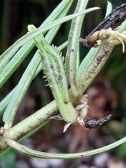 Stenostelma corniculatum