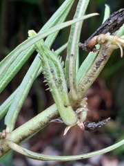 Stenostelma corniculatum