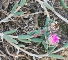 Trichodiadema gracile