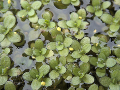 Callitriche chathamensis