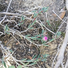 Trichodiadema gracile