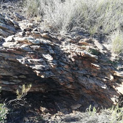 Trichodiadema gracile