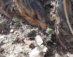 Trichodiadema gracile