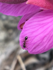 Leptothorax canadensis