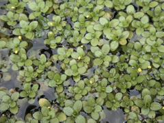 Callitriche chathamensis