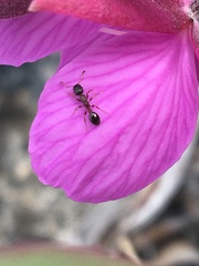Leptothorax canadensis