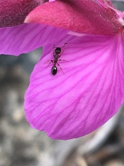 Leptothorax canadensis