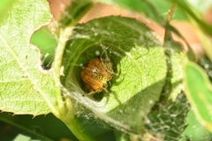 Neoscona rufipalpis