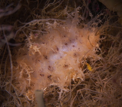 Dendronotus