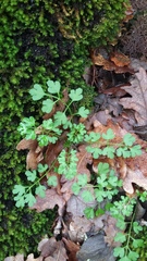 Cardamine graeca