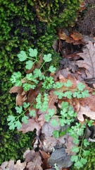 Cardamine graeca